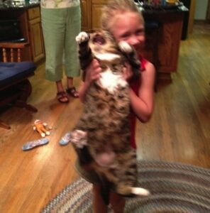 cats-hate-pics-07
